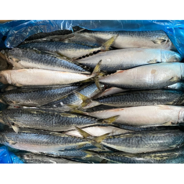 Bahan baku Pacific Mackerel Frozen Ukuran Besar 300-500g